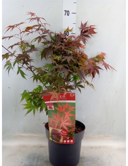 ACER PALM MIX