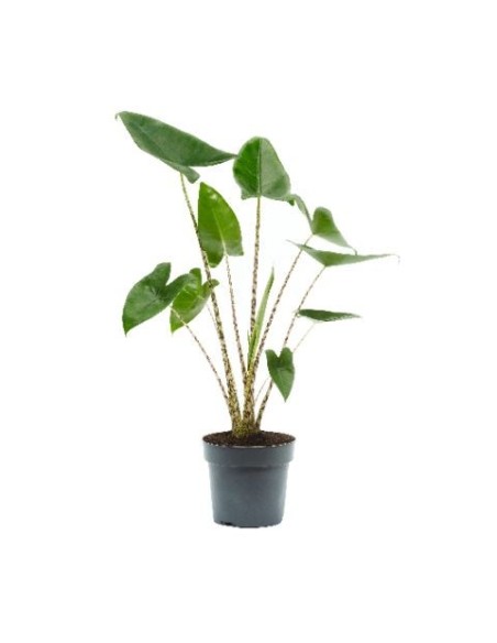 Alocasia Zebrina Planta de Interior | Tallos Rayados y Hojas Decorativas - Endanea Garden

