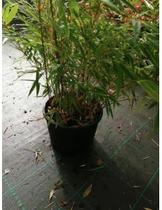 FARGESIA SCABRIDA ASIAN WONDER 5L 70/90