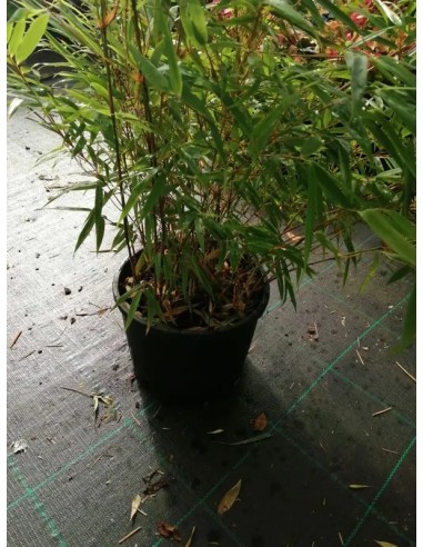 FARGESIA SCABRIDA ASIAN WONDER 5L 70/90