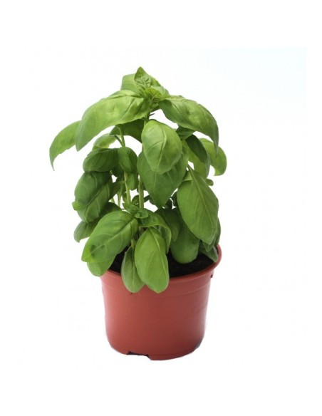 BASILIC GRAND VERT