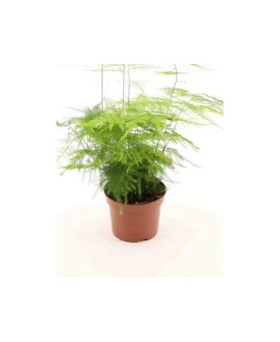 Asparagus Dens Sprengeri M12  Planta Ornamental Colgante de Interior y Exterior

