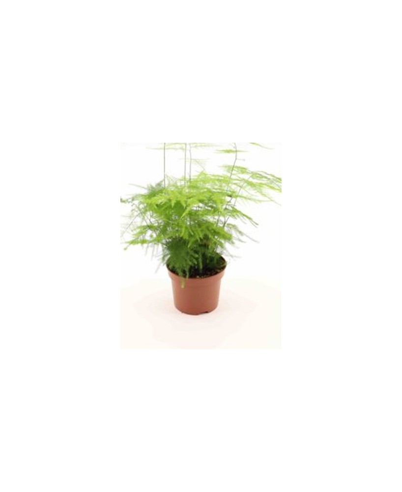 Asparagus Dens Sprengeri M12  Planta Ornamental Colgante de Interior y Exterior

