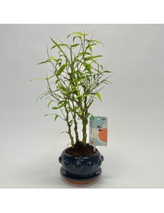 Bonsái Bambusa Ventricosa in Ceramic  Bambú de la Suerte en Maceta Decorativa | Endanea Garden

