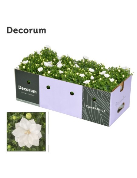 Campánula ISO Dublin White M11  Flor Blanca en Forma de Campana | Endanea Garden