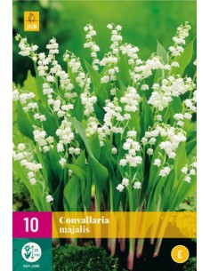 Convallaria Majalis - Lirio de los Valles Aromático para Jardín y Macetas | Endanea Garden

