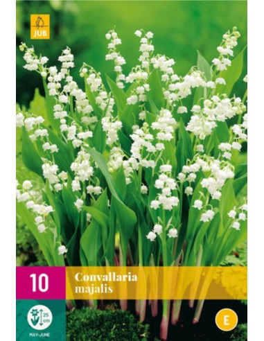 Convallaria Majalis - Lirio de los Valles Aromático para Jardín y Macetas | Endanea Garden


