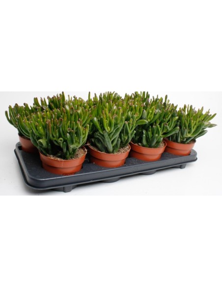 Crassula ovata Horm Tree M12  Árbol de Jade fácil de cuidar | Endanea Garden