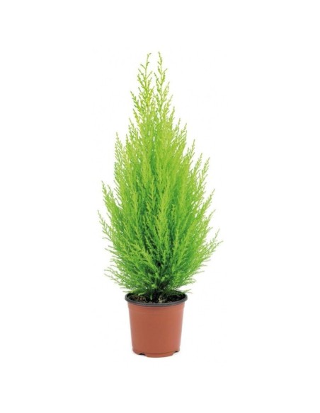 Cupressus macrocarpa 'Goldcrest Wilma' M14  Conífera compacta verde lima y aroma cítrico | Endanea Garden