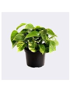 Epipremnum Pothos planta interior hojas corazón fácil cuidado Endanea Garden