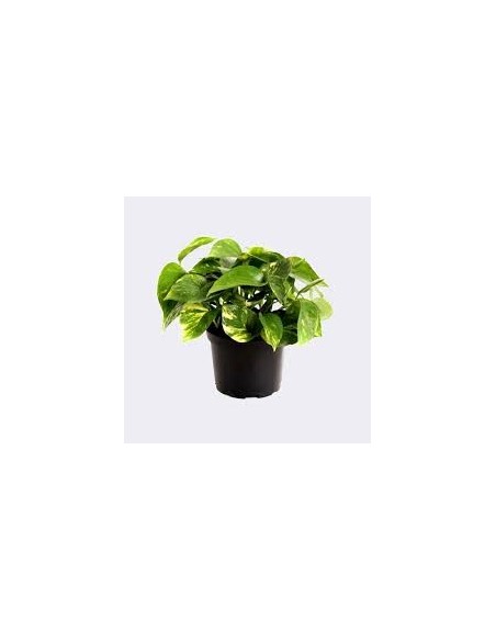 Epipremnum Pothos planta interior hojas corazón fácil cuidado Endanea Garden