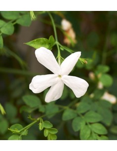 Jasminium  Planta Trepadora Aromática para Jardines y Pérgolas | Endanea Garden


