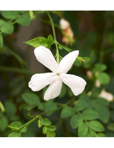 Jasminium  Planta Trepadora Aromática para Jardines y Pérgolas | Endanea Garden

