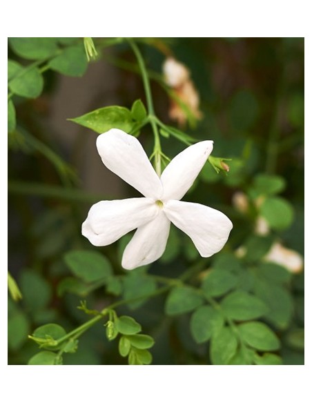 Jasminium  Planta Trepadora Aromática para Jardines y Pérgolas | Endanea Garden

