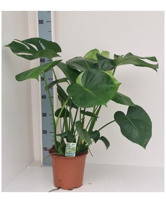 MONSTERA DELICIOSA