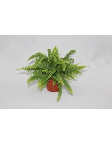 Nephrolepsis Ex Green Lady M12 helecho verde ornamental para interiores en Endanea Garden

