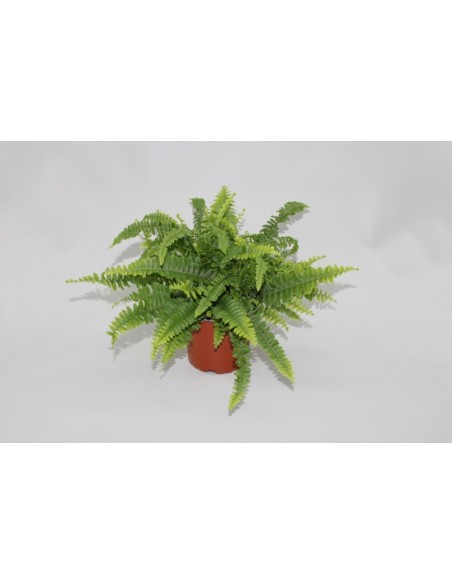 Nephrolepsis Ex Green Lady M12 helecho verde ornamental para interiores en Endanea Garden


