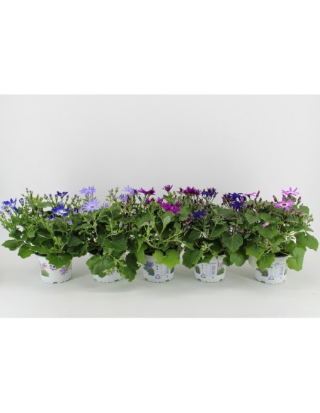 Senecio en Endanea Garden  Planta suculenta colgante o rastrera, decorativa, resistente y de fácil cuidado para interior o exte