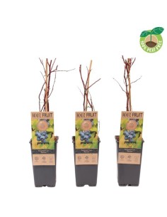 Vaccinium Endanea Garden | Planta Perenne con Bayas Deliciosas y Saludables