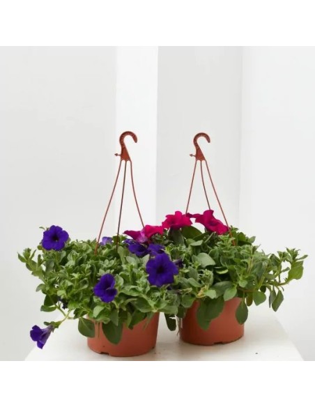 Surfinia M19 KM0  Petunia Colgante con Floración Abundante | Endanea Garden