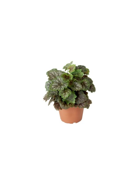 Hedera M13 KM0  Hiedra Trepadora Perenne de Bajo Mantenimiento | Endanea Garden