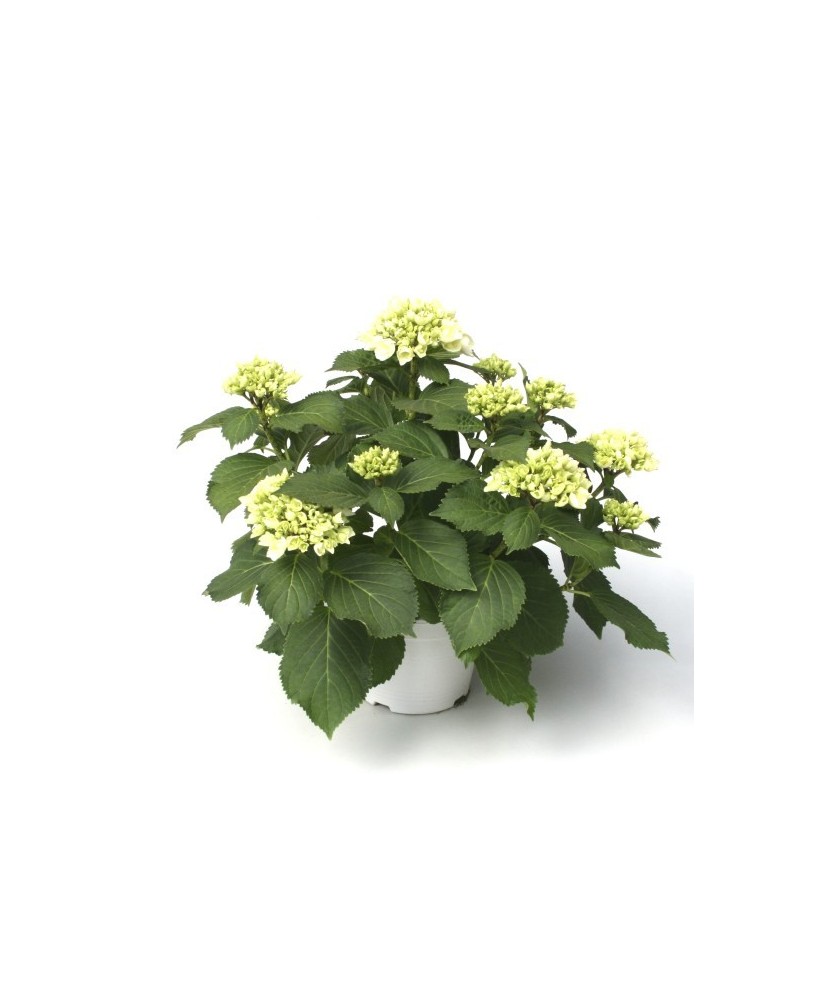 Hortensia M19  Flores Vibrantes y Fácil Cuidado | Endanea Garden

