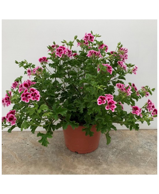 Geranio Limón KM0 - Planta Aromática y Repelente Natural | Endanea Garden

