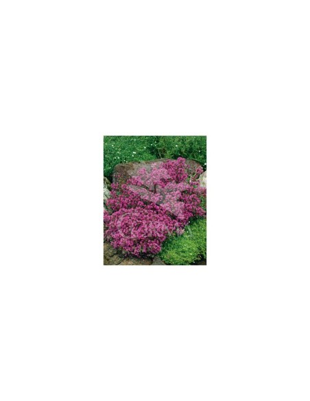 Thymus Creeping Red  Tomillo rastrero rojo para jardín | Endanea Garden