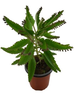 Kalanchoe Mix  Plantas suculentas con flores vibrantes para interior y exterior

