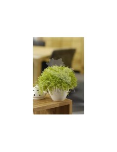 SOLEIROLIA SOLEIROLI