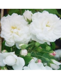 Rosal Híbrido Climbing Trepador | Flores Grandes y Fragancia  Endanea Garden


