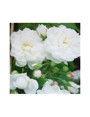 Rosal Híbrido Climbing Trepador | Flores Grandes y Fragancia  Endanea Garden

