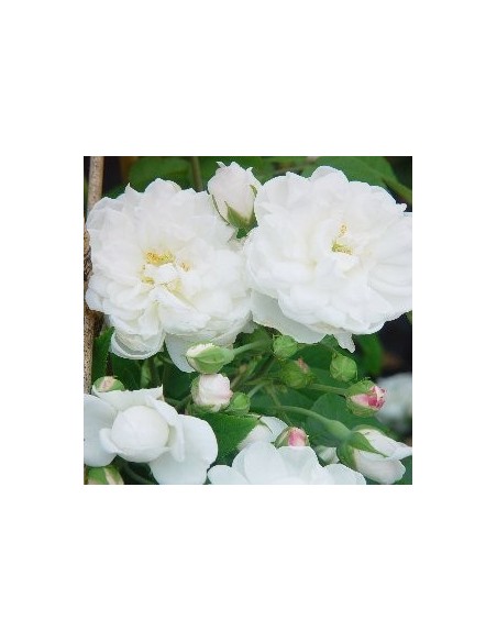 Rosal Híbrido Climbing Trepador | Flores Grandes y Fragancia  Endanea Garden

