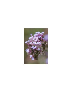 Verbena para Jardín y Terrazas  Flores Vibrantes y Fragancia | Endanea Garden