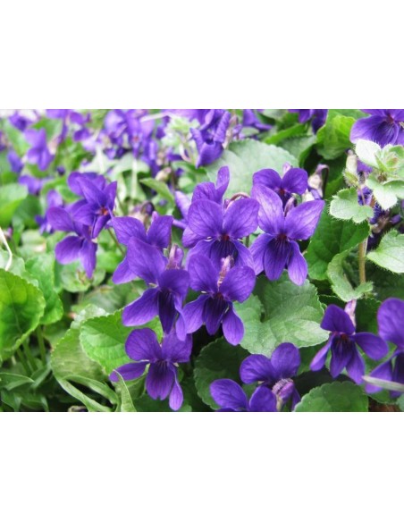 VIOLA ODORATA