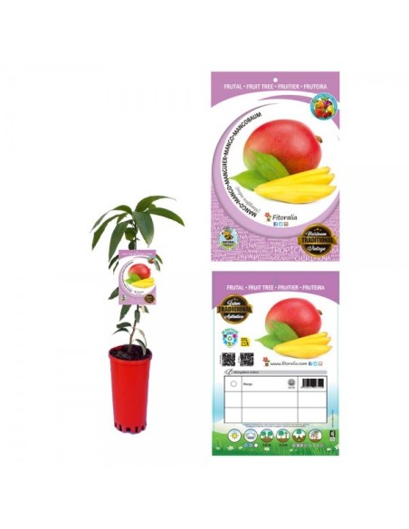 Mango M16 | Planta Frutal Robusta y Productiva con Frutos Dulces y Jugosos

