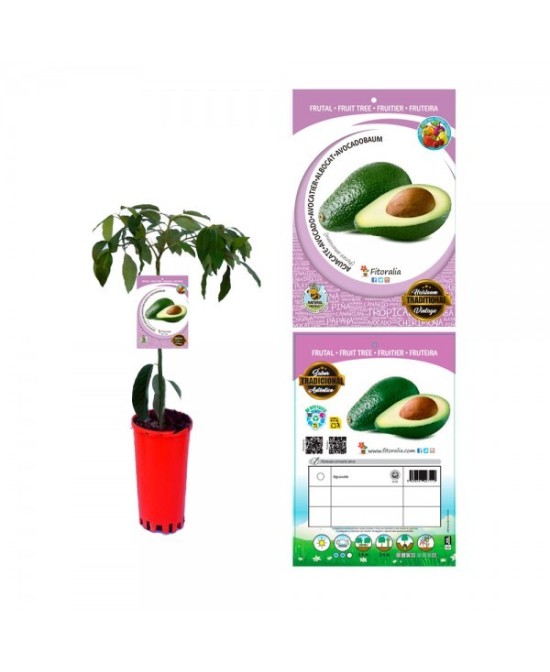 AGUACATE M16 6L PERSEA AMERICANA
