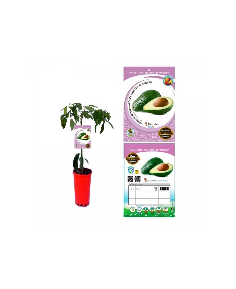 AGUACATE M16 6L PERSEA AMERICANA