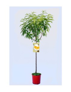 Melocotón M25 | Árbol Frutal Dulce y Jugoso para Jardín o Huerto Casero