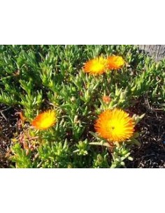 Lampranthus Aurantiacus: Suculenta Tapizante con Flores Naranjas | Endanea Garden