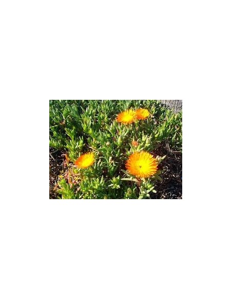 Lampranthus Aurantiacus: Suculenta Tapizante con Flores Naranjas | Endanea Garden

