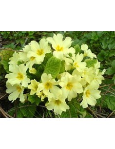 Primula Acaulis KM0  Flores Vibrantes para Jardines y Terrazas | Endanea Garden

