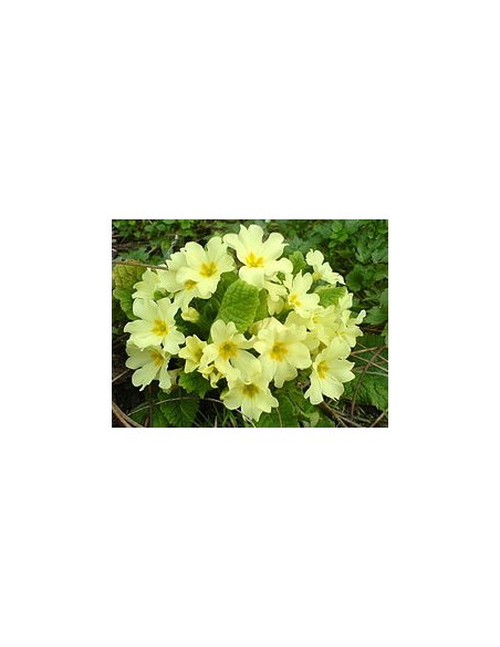Primula Acaulis KM0  Flores Vibrantes para Jardines y Terrazas | Endanea Garden