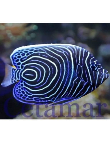 POMACANTHUS IMPERATOR JUVENIL L