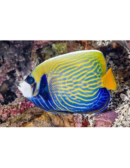 POMACANTHUS IMPERATOR ADULTO XL CAMBIO DE LIBREA