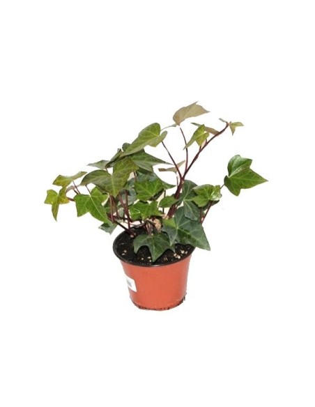 Hedera M13 KM0  Hiedra Trepadora Resistente y Perenne | Endanea Garden