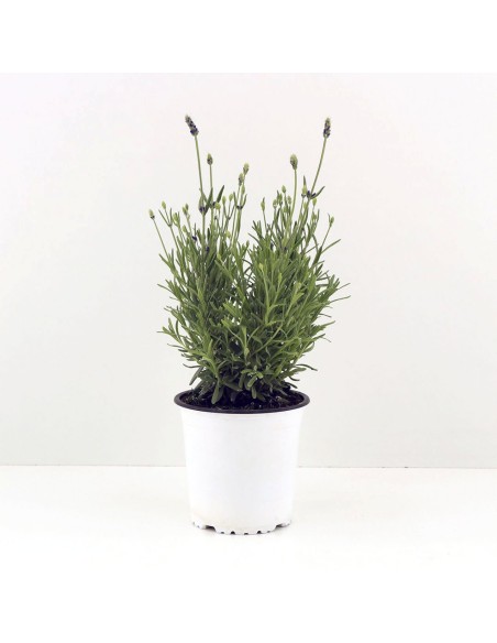 Lavanda M13 KM0  Aroma Mediterráneo y Belleza Natural | Endanea Garden

