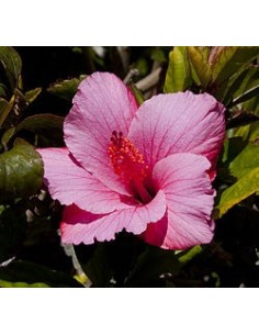 Hibiscus Rosa-Sinensis | Hibisco Exótico para Jardines y Terrazas - Endanea Garden