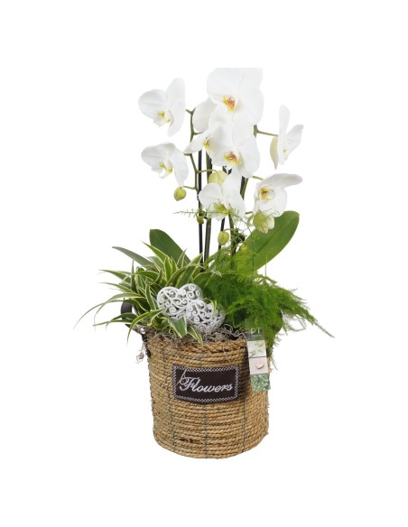 Composición Phalaenopsis Blanca en Base de Mimbre  Regalo Día de la Madre