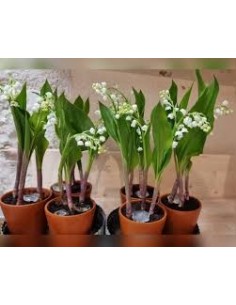 MUGUET EXTRA   2 BRINS